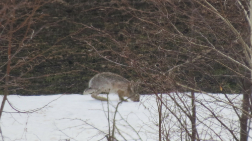 За Год черного кролика выросла численность обоих живущих в Татарстане видов зайцев