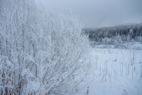 Неделя в Татарстане завершится туманом, снегом и 15-градусным морозом