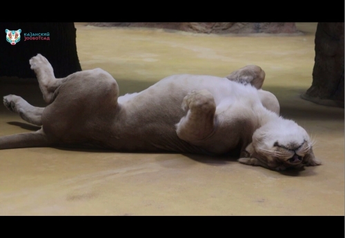 «Львицы на расслабоне»: Казанский зоопарк опубликовал видео в честь Дня лентяя
