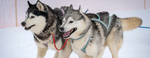 «Вначале ставят молодых и умных»: в Татарстане стартовали гонки на собачьих упряжках