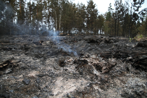 Минлесхоз РТ: Фермеров, по чьей вине в лесу вспыхнул пожар, лишат субсидий
