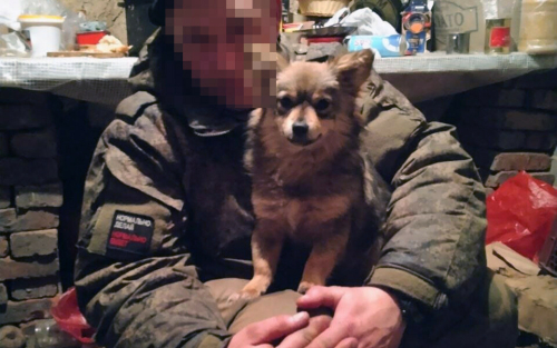 «Маруся была нашим талисманом»: как фронтовую собаку привезли семье погибшего бойца