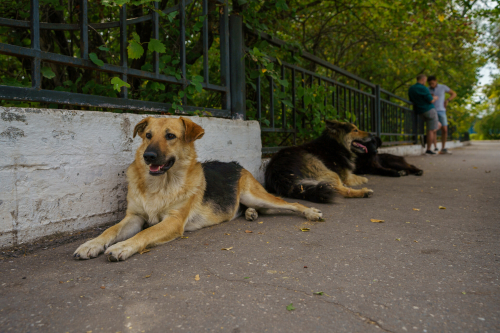 Система для отлова бездомных собак с помощью ИИ появится в Казани