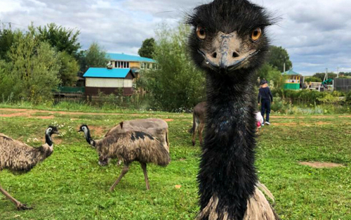 Сон на пчелах и яйца «татарского» страуса: как развивают агротуризм в Татарстане