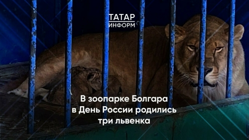 Очевидцы сняли на видео трех новорожденных львят в зоопарке Болгара