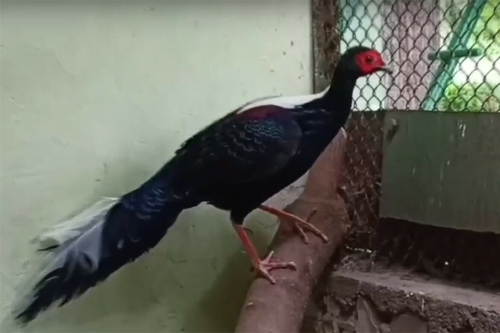 В Казанском зооботсаду появились два новых вида фазанов