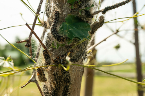«Облепили даже повязанные на деревья тряпки»: в Билярском лесу гусеницы съели всю листву