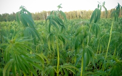 Глава сельхозуправления рассказал, что за поле конопли появилось в Азнакаевском районе РТ