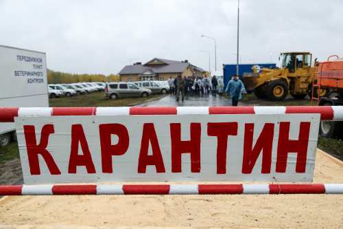 «Угроза явная»: Татарстан опасается заноса африканской чумы свиней из соседних регионов