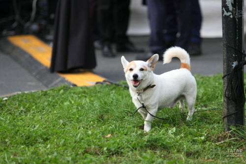 Казанцы могут взять собаку из приюта на акции «Лапа дружбы»
