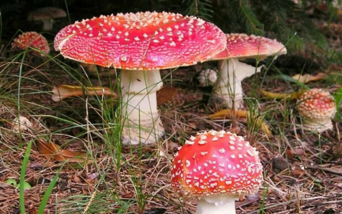 «Течет холодный пот, начинается рвота, путается сознание»: врачи о лечении мухоморами