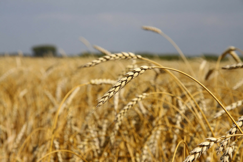 Из-за погодных условий Татарстан в этом году планирует собрать около 3,8 млн тонн зерна