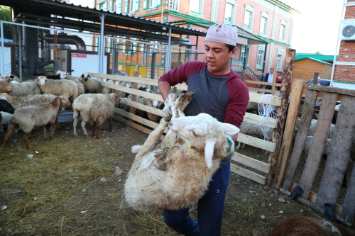 Почти 14 тысяч жертвенных животных было забито в Татарстане в Курбан-байрам