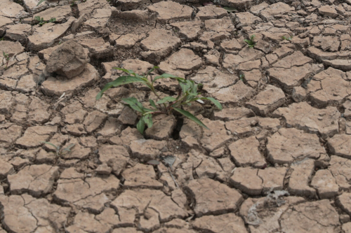 «Молимся, чтобы Всевышний дал дожди»: из-за засухи в Татарстане введен режим ЧС