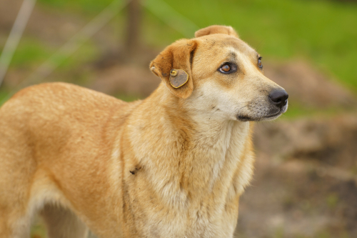 Исполком Зеленодольска прокомментировал информацию о пропаже биркованных бродячих собак