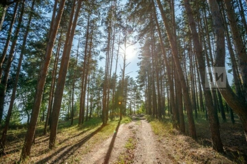 В Татарстане вновь продлили ограничение на посещение лесов