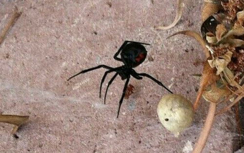 Ученые отреагировали на сообщения о появлении в Казани ядовитых пауков «Черная вдова»