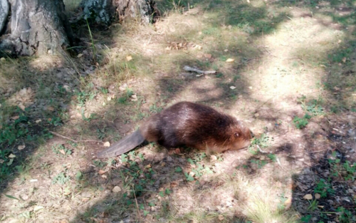 В Азнакаево спасли бобра, который забрел в один из подъездов жилого дома