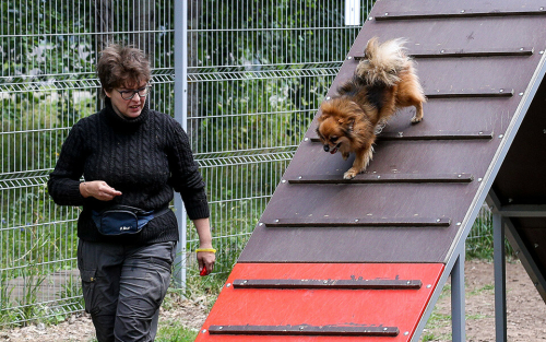 Застройщиков обяжут создавать игровые и дрессировочные площадки для собак