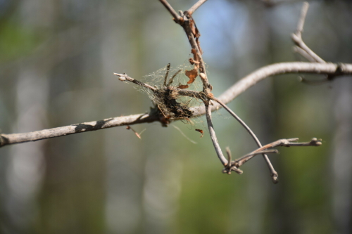 В этом году насекомое-вредитель шелкопряд выявлен на 200 тыс. га лесов Татарстана