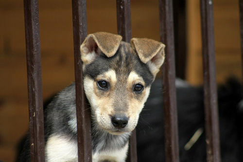 Казанский зооботсад запустил открытый сбор корма и вещей в поддержку собачьих приютов