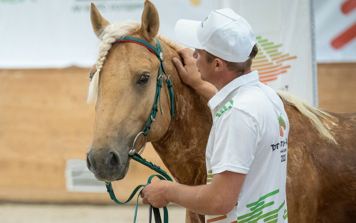 Спокойные, красивые, идеальные: как слава о лошадях татарской породы пошла по России