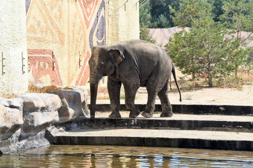 В казанском зоопарке появился долгожданный обитатель — слон по имени Филимон