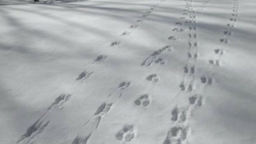 Зимняя перепись животных стартовала в Татарстане