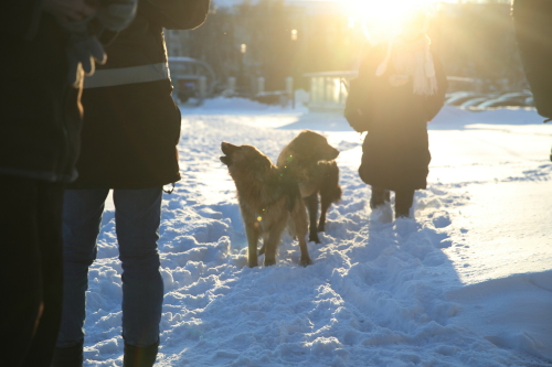 «Ситуация плачевная»: из-за непогоды приюты для животных в РТ нуждаются в помощи