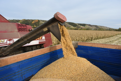 Татарстан за 2023 год увеличил экспорт зерна на 59%