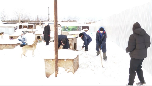 Нижнекамские студенты очистили занесенные снегом будки животных в приюте