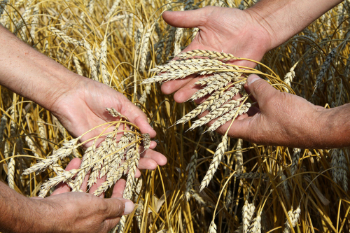 Минсельхоз Татарстана рекомендовал аграриям приобретать местные сорта зерновых