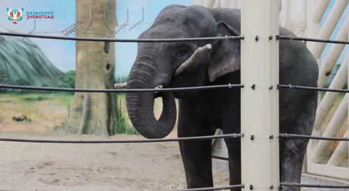 «Ест до 140 кг пищи в день»: зоопарк Казани показал видео, как слон Филимон чистит зубы