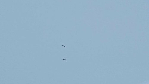 В Татарстан начинают возвращаться гуси и цапли