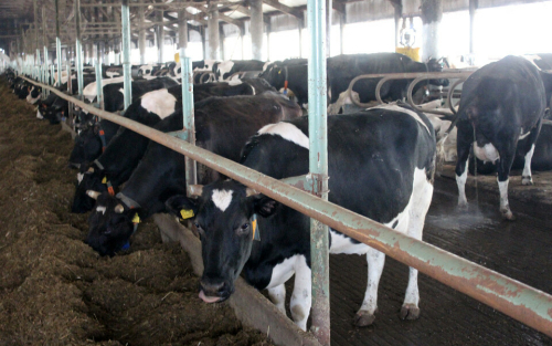 В Татарстане производство молока выросло на 8%