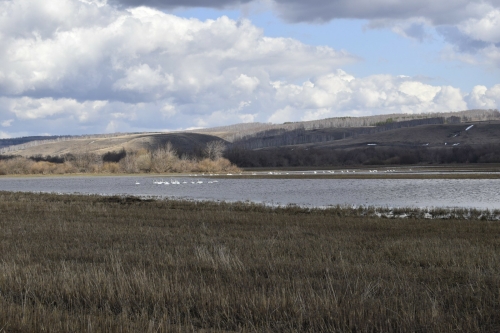 На реку Ик в Бавлинском районе прилетели сотни лебедей — видео