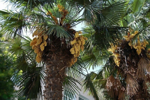 Впервые за пять лет в Казанском зооботсаду расцвела 180-летняя пальма