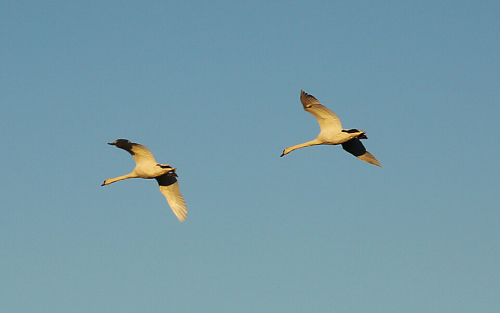 В Татарстан начинают возвращаться пары лебедей