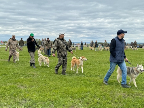 «Этого события собаководы ждали»: Тетюши приняли всероссийскую выставку лаек