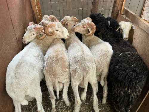 В Челнах к Курбан-байраму обследуют жертвенных животных