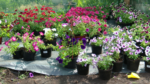 В ожидании сына с СВО жительница Альметьевска открыла цветочный бизнес