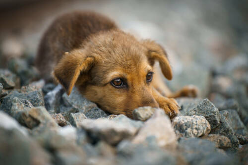 На отлов бездомных животных в Татарстане потратят 59 млн рублей