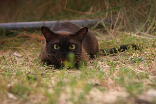 Ветеринар Уражевский рассказал, как выбрать подходящую породу кошки