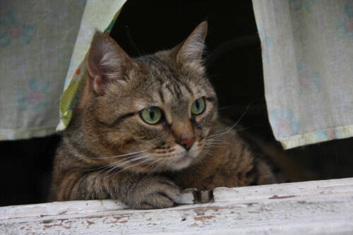 Ветеринар Уражевский объяснил, почему кошка может постоянно мяукать