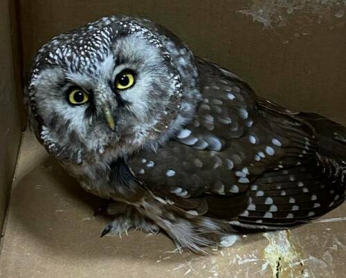 В Высокогорском районе спасли маленькую сову