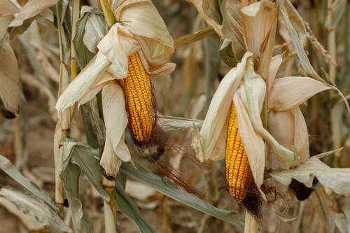 Россия ограничила экспорт льна и установила квоты на вывоз кукурузы