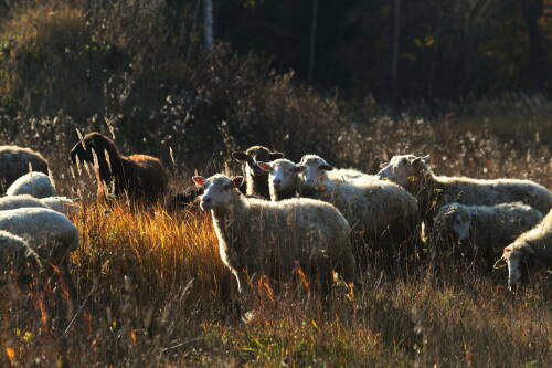 Новая программа развития сельского хозяйства РТ нацелена на рост производства и зарплат