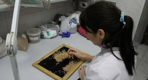 В Татарстане проинспектировали 88 тысяч тонн гороха, выращенного в этом году