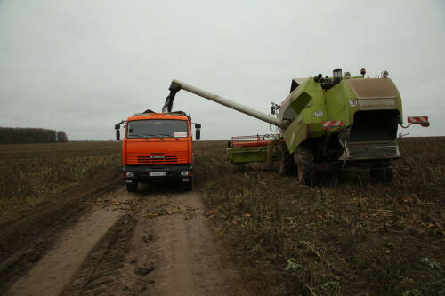 В Татарстане осталось убрать 146 тыс. гектаров технических культур, работам мешают дожди
