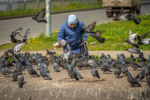 Юрист рассказала, что за кормление птиц на улице можно получить крупный штраф